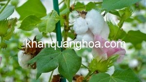 Cây Bông dệt tạo thành sợi cotton